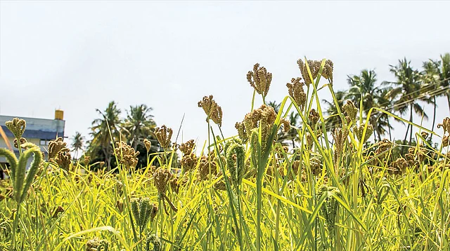 சரித்திர விலாஸ்: இன்றைய மெனு - கேழ்வரகு