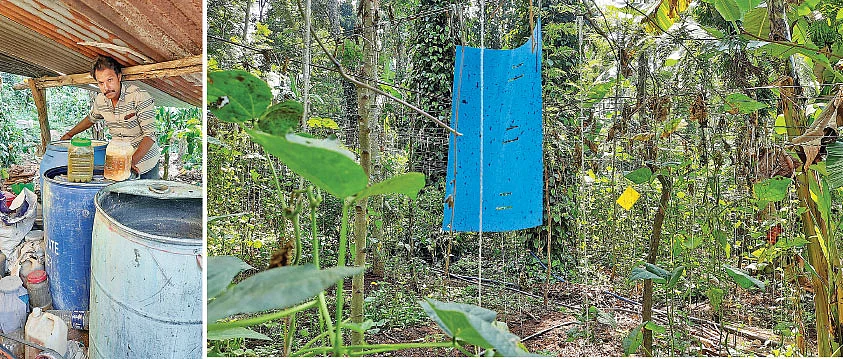 இயற்கை இடுபொருள், தோட்டத்தில் மஞ்சள் ஓட்டுண்ணி அட்டை