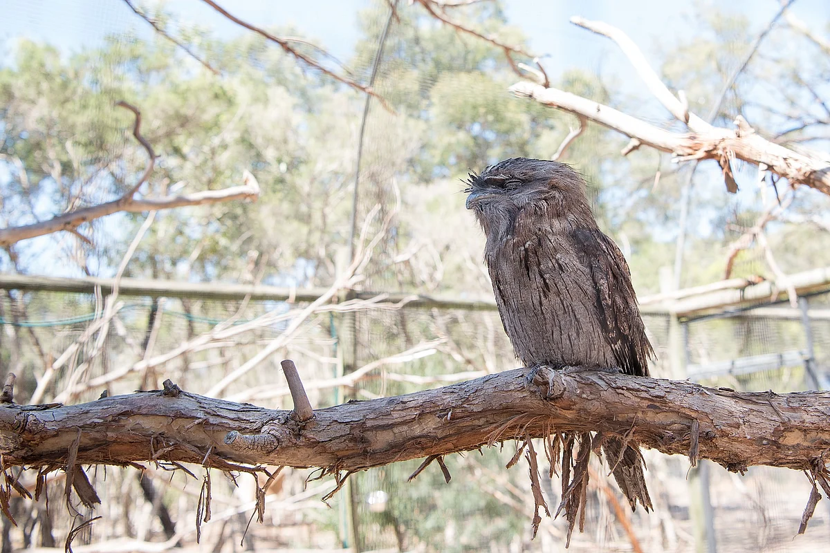 ஆஸ்திரேலியத் தவலை வாயன்/ Australian Frogmouth