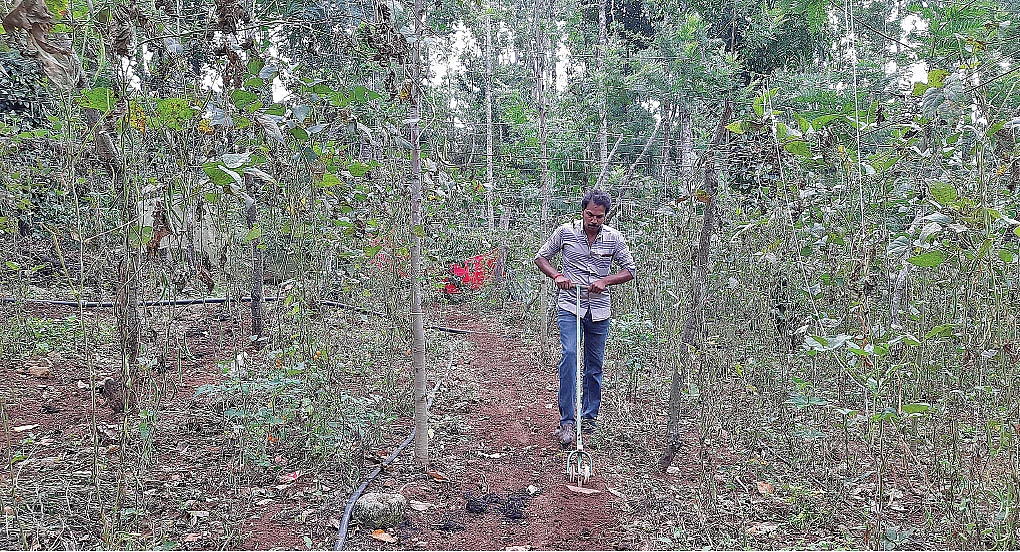களையெடுக்கும் பணியில்