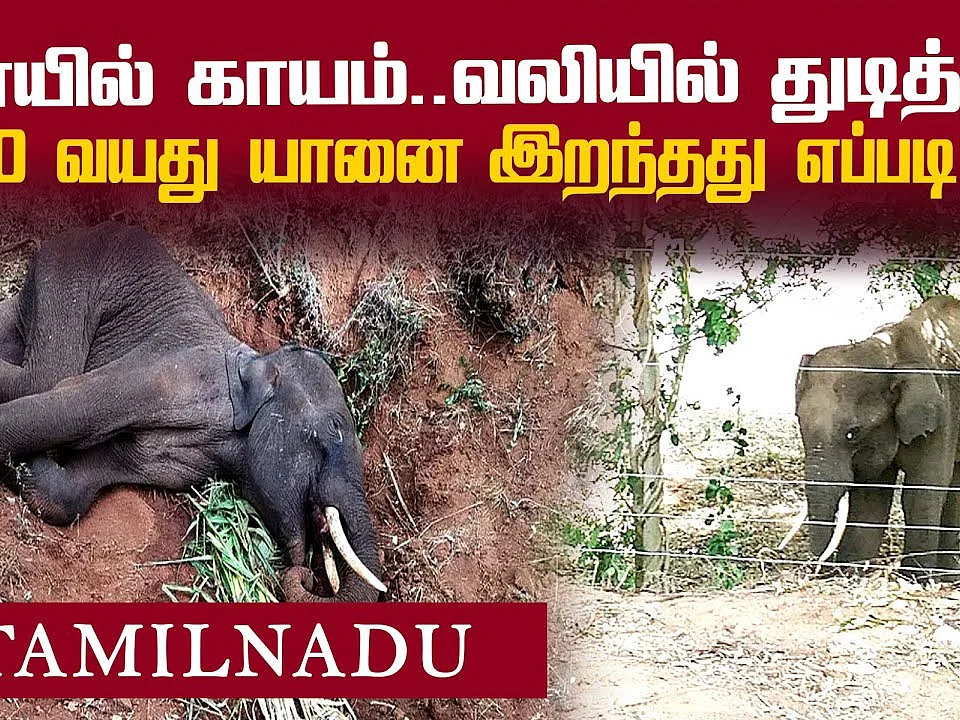 `குச்சியா? அவுட்டுக்காயா?' கோவை யானை மரணத்தில் சந்தேகம் ! | Elephant