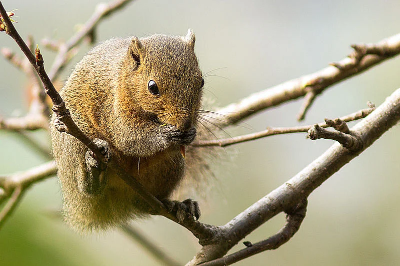 Orange Bellied Himalayan Squirrel