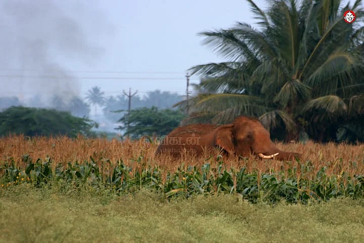 யானை