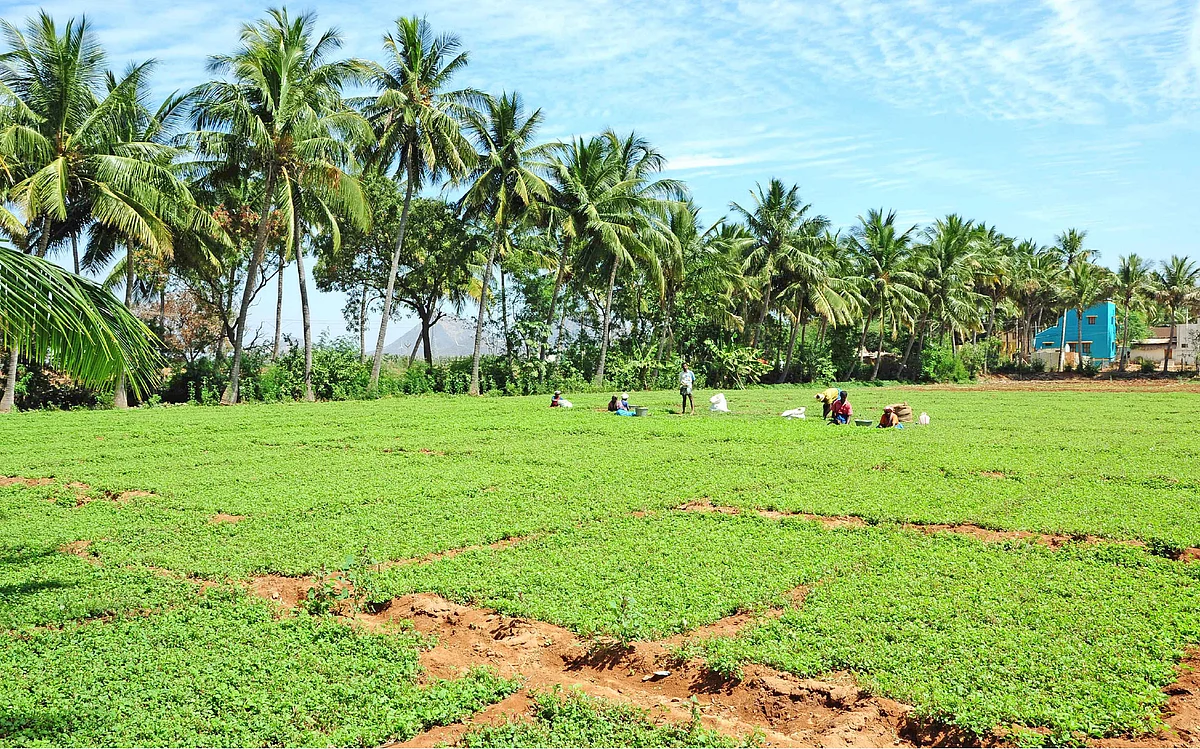 வேளாண்மை