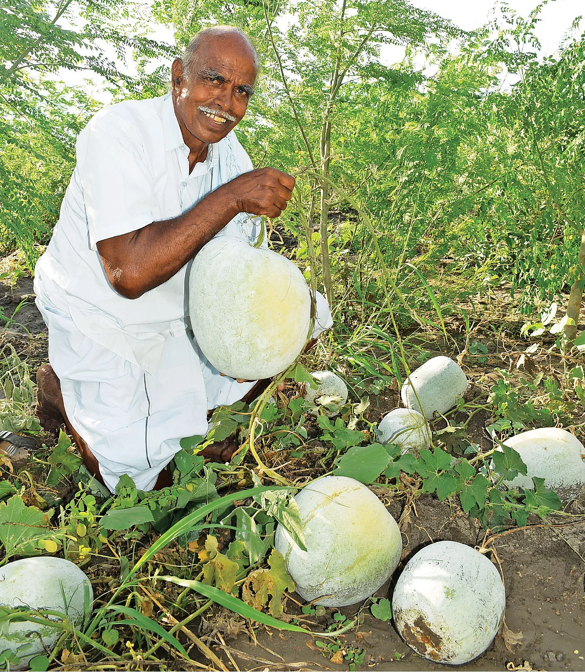 செடிமுருங்கையில் ஊடுபயிராக விளைந்த வெண்பூசணியுடன் சென்னகேசவன்