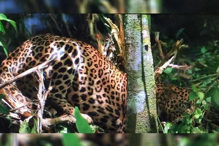 leopard rescue