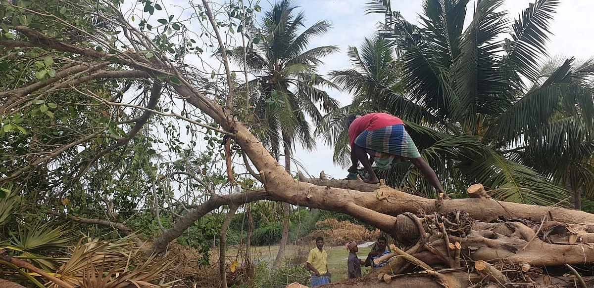 பிடுங்கியெறியப்பட்ட ஆலமரம்