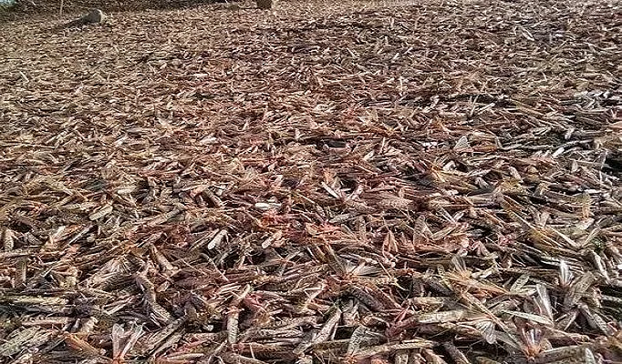 பாலைவன வெட்டுக்கிளிகள்