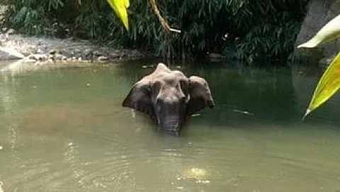 யானை