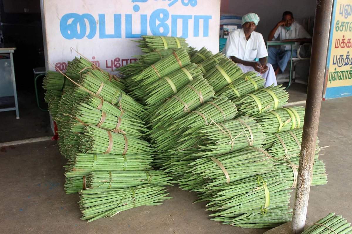 முருங்கை