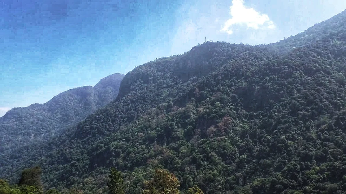 forest