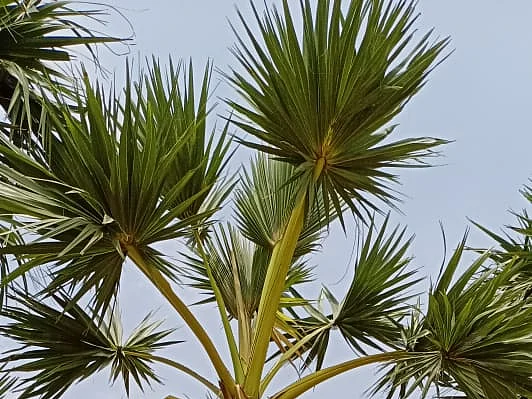 ``நாலு பனைமரத்தை நட்டுட்டுப் போங்க... உங்க சந்ததி நல்லா இருக்கும்!'' - `பனை' பாண்டியன்