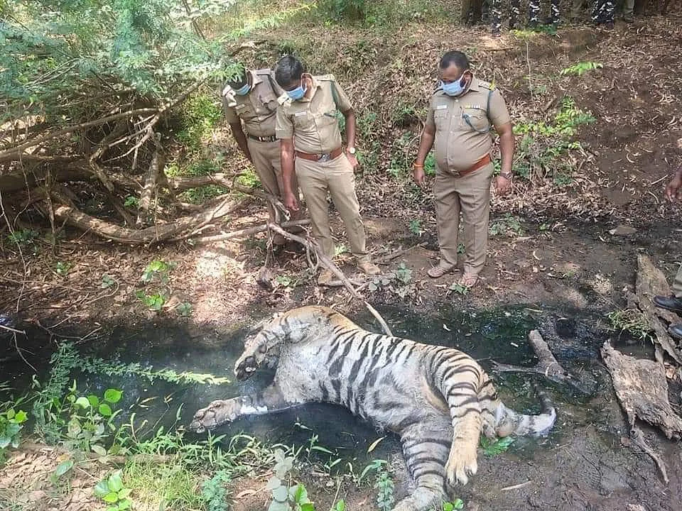 ஆனைமலையில் இறந்த புலியின் சடலம்