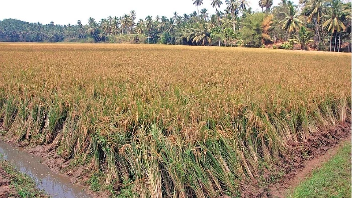 வயற்காடு