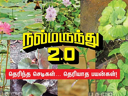 நல்மருந்து 2.0 - இதயத்தை வலுவாக்கும் தாமரை! - ஆண்மையைப் பெருக்கும் ஓரிதழ் தாமரை!