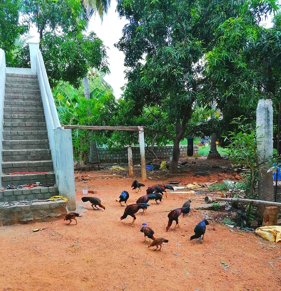 வீட்டில் கோழிகள்