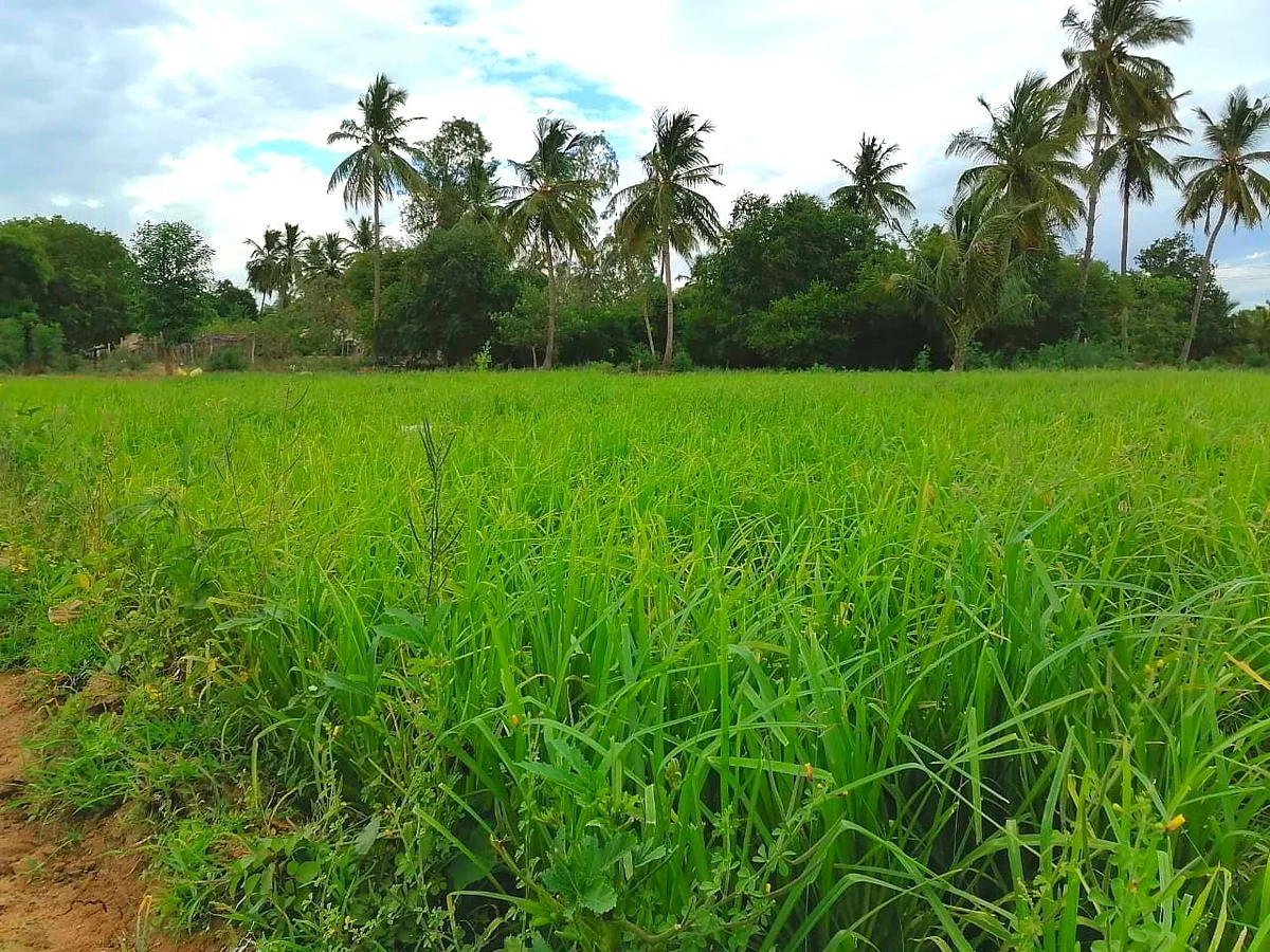 மேலாளர் பதவி டு இயற்கை வேளாண்மை... சிவகங்கை இளைஞரின் விவசாய பயணம்!