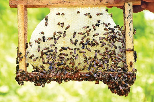 சட்டகங்களில் ஒட்டியிருக்கும் தேனீக்கள்