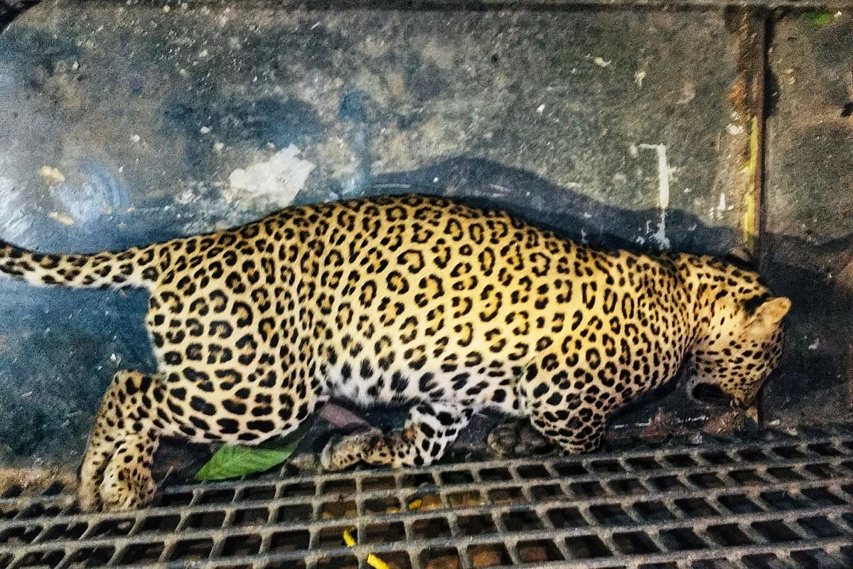 leopard rescue