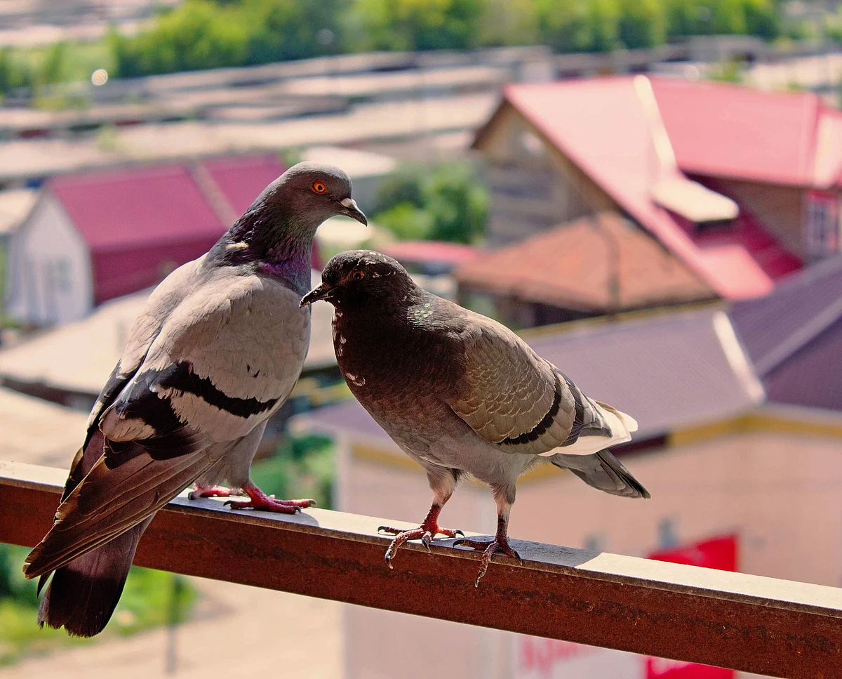 Representational Image
