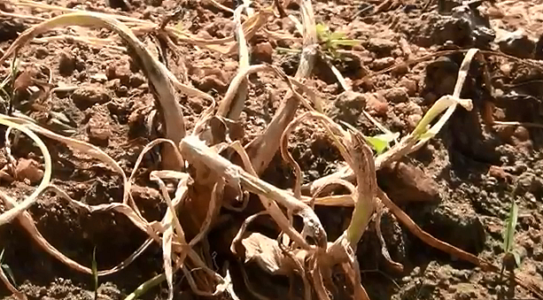 கருகும் சின்ன வெங்காயம்