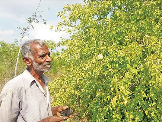 உயிர்வேலிக்குச் சிறந்த பயிர் எது?