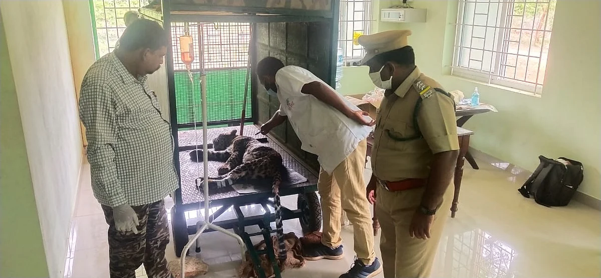 சிறுத்தை சிகிச்சை