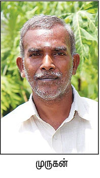 மாதம் ரூ. 40,000... பப்பாளி கொடுக்கும் பலே வருமானம்!