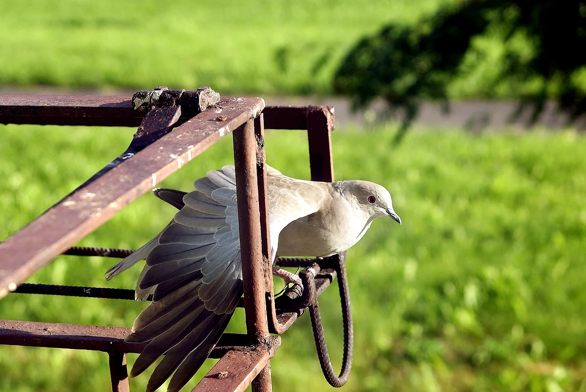 Representational Image