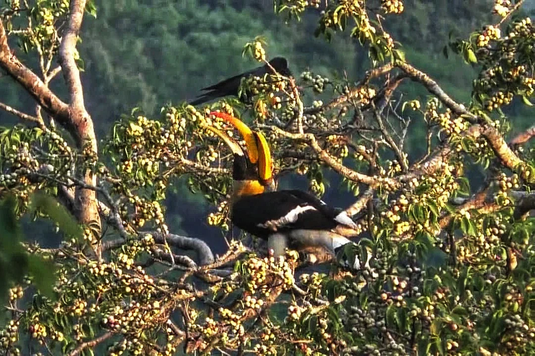 hornbill