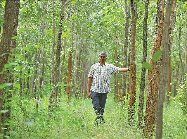 செம்மரக் காடு