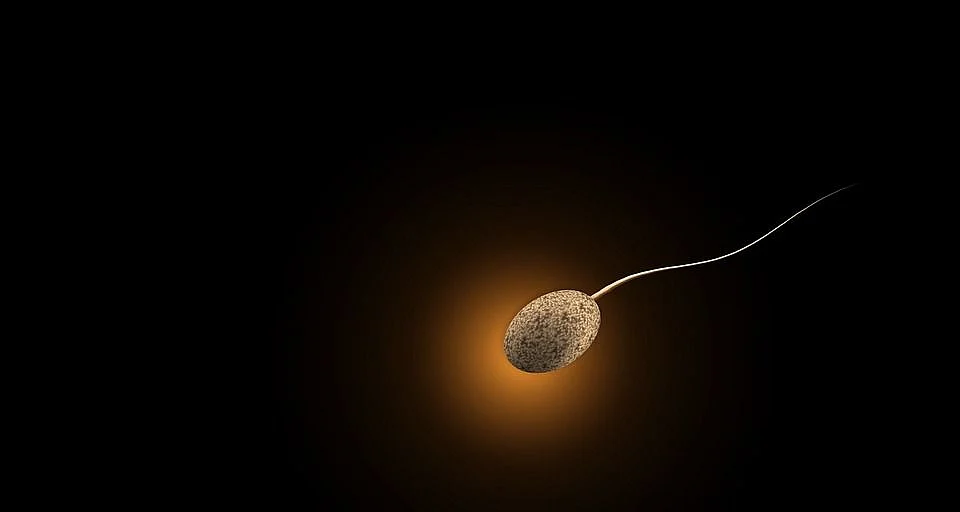 sperm