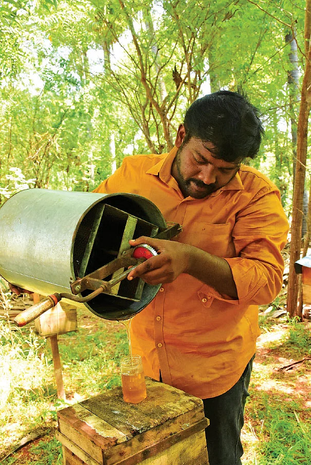 தேனைப் பிழிந்து சேகரிக்கும் பணியில்