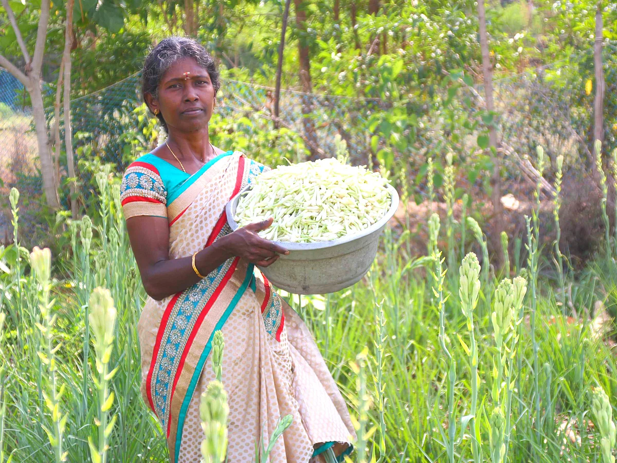 இயற்கை விவசாயி சிவகங்கை ஜெயலெட்சுமி... உழவில்லா, உயிர் வேலி நுட்பங்கள்!