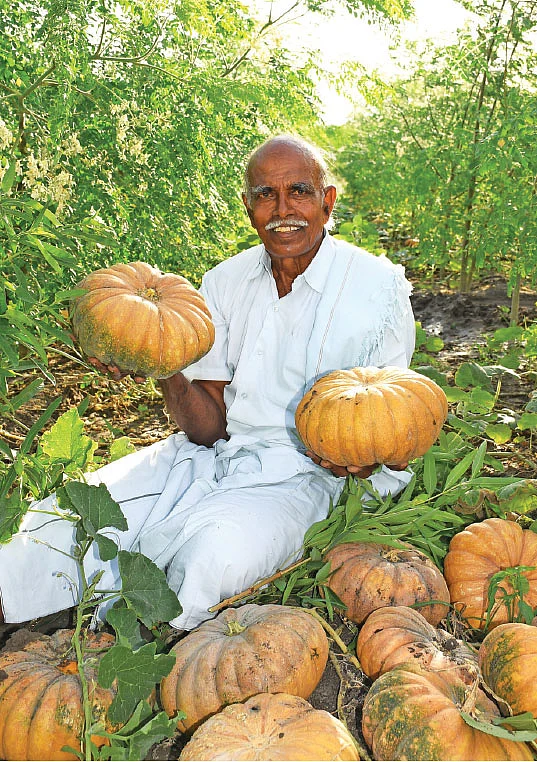 மஞ்சள் பூசணியுடன்