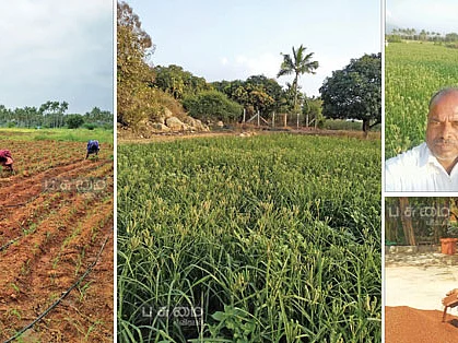ஏக்கருக்கு ரூ. 74,000... சொட்டுநீரில் செழிக்கும் கேழ்வரகுச் சாகுபடி!