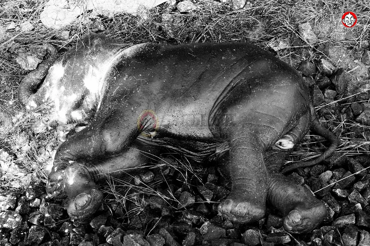 உயிரிழந்த பெண் யானை