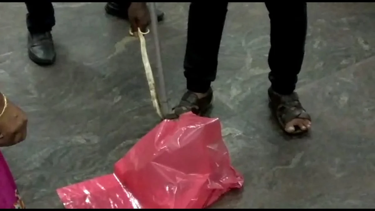பாம்பு