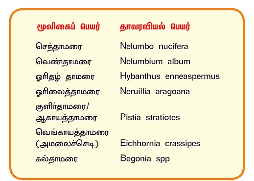 நல்மருந்து 2.0 - இதயத்தை வலுவாக்கும் தாமரை! - ஆண்மையைப் பெருக்கும் ஓரிதழ் தாமரை!