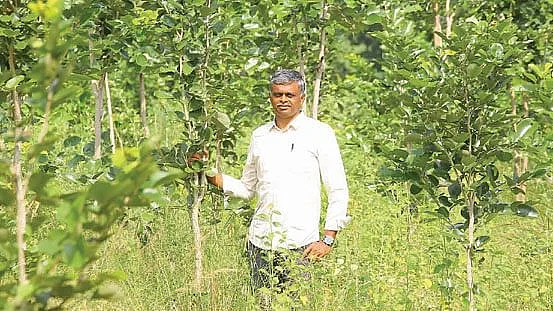வளர்ந்து வரும் செம்மரங்கள்