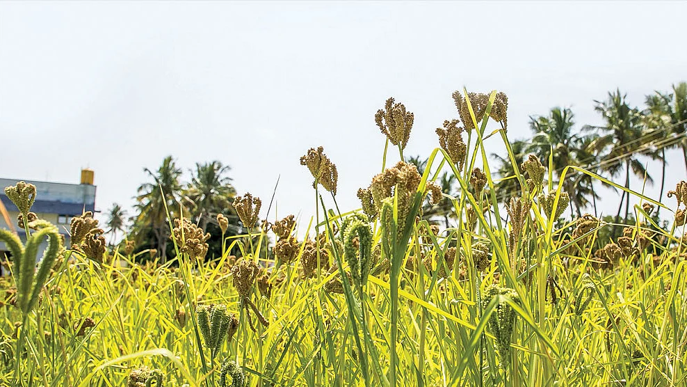 கேழ்வரகு