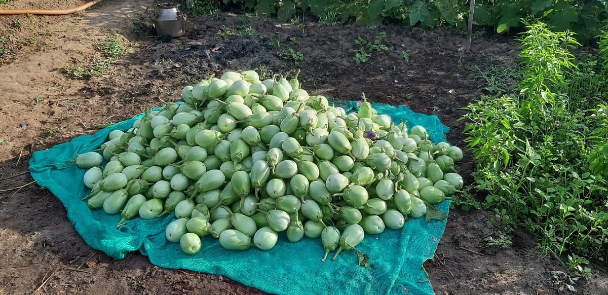 கத்திரிக்காய்