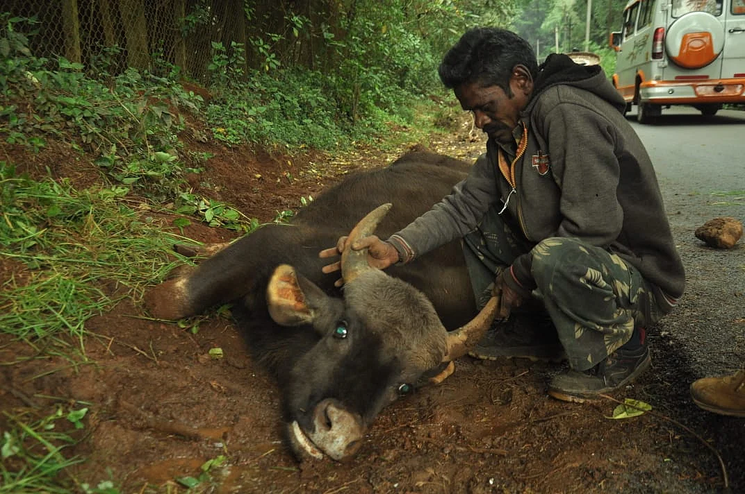gaur rescue