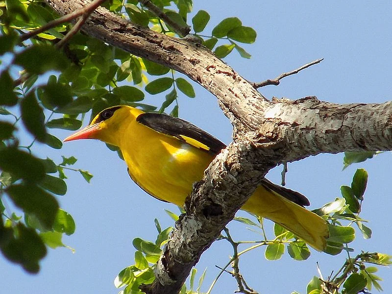 மாங்குயில்