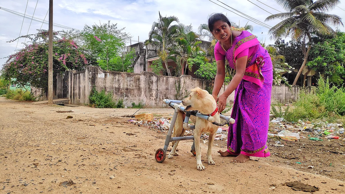 நாய்க்கு நடைவண்டியை மாட்டி விடும் சுதா