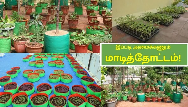 மாடித்தோட்டம்