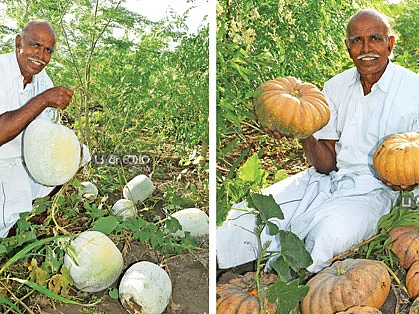 ரூ.55,000 ஊடுபயிரில் உன்னத வருமானம் தரும் பூசணி!