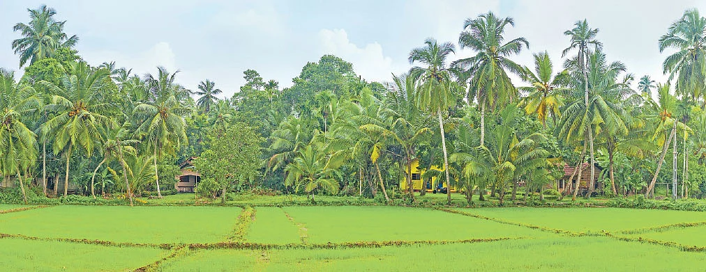 இலங்கையில் தட்டுப்பாடு, இந்தியாவில் அதிக உற்பத்தி! - கொரோனா கற்றுத்தந்த விவசாயப் பாடம்!