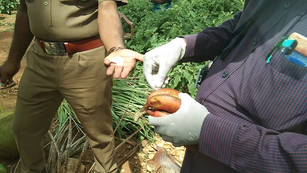 யானை சிகிச்சை