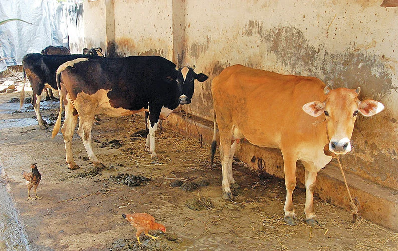 சாணம் கொடுக்கும் மாடுகள்